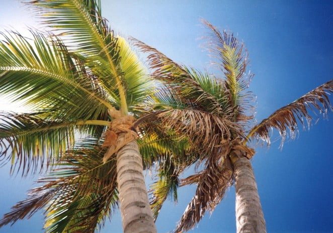 palmbomen-foto-followmyfootprints