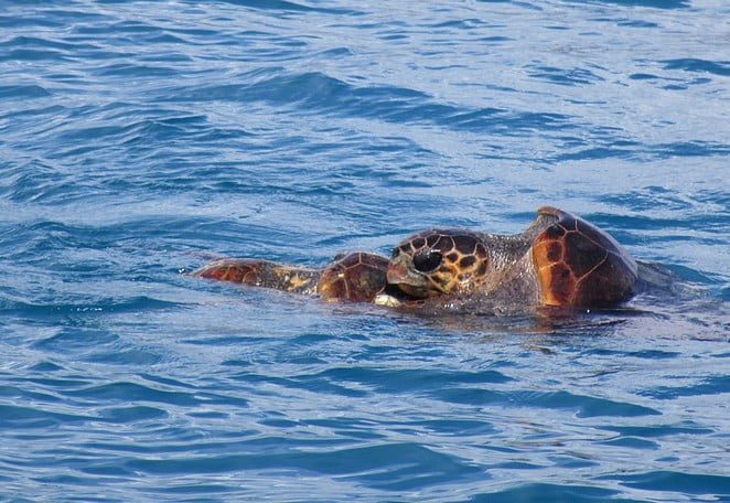 caretta-caretta-zakynthos