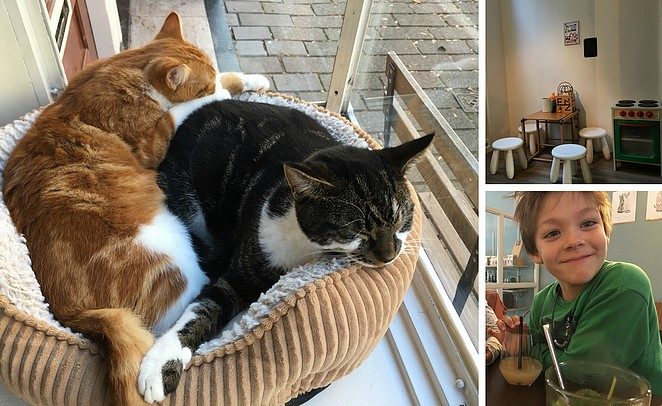 kattencafé-den-haag