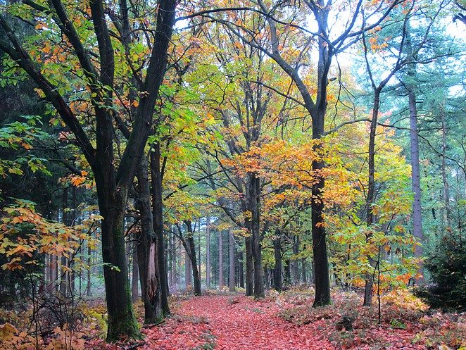 knalkleuren-in-de-herfst