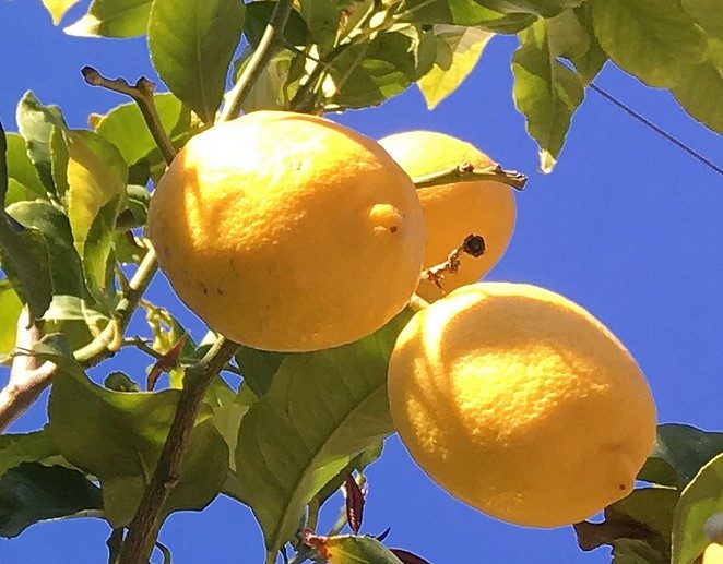 citrusboom-mallorca