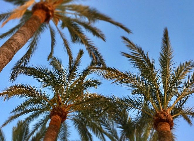 palmbomen