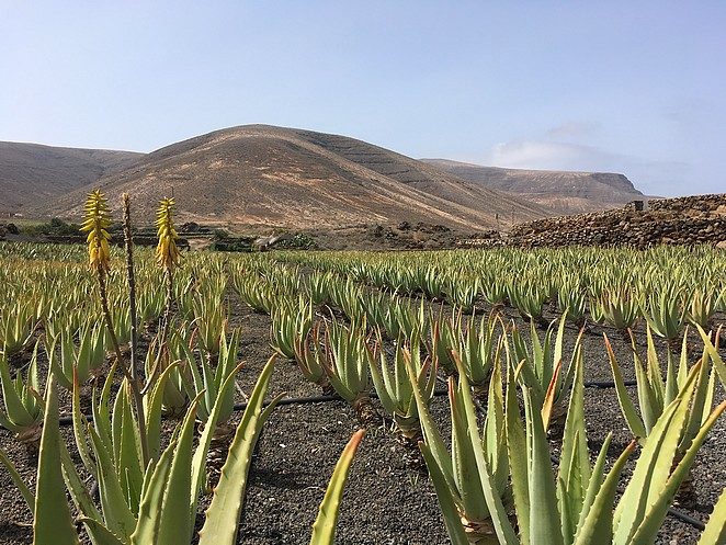 aloe-vera-plantage-lanzarote