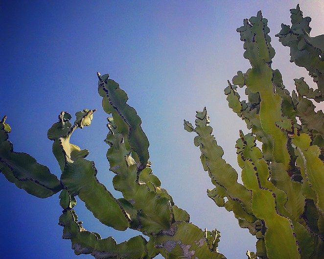 cactus-garden-lanzarote