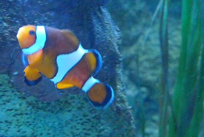Nemo-sealife