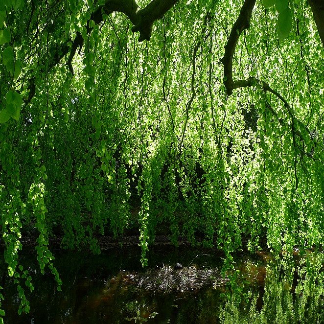 natuur