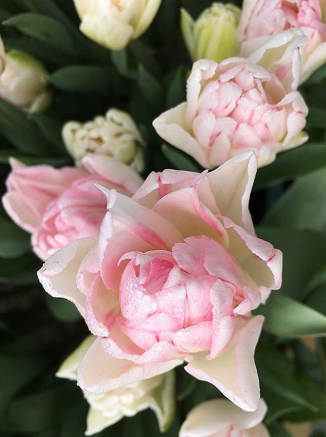 bloemen-fotograferen
