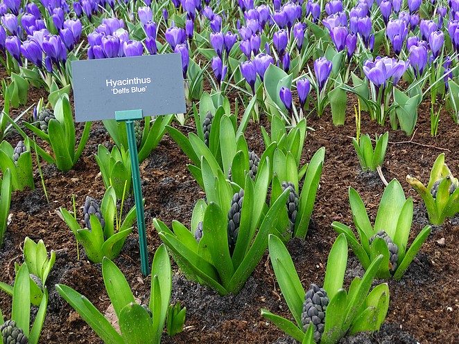 hyacinth-keukenhof