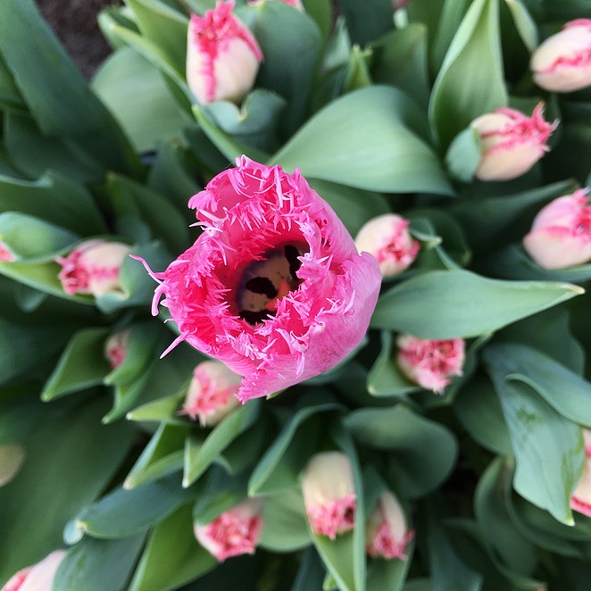 keukenhof-2018-reisblog