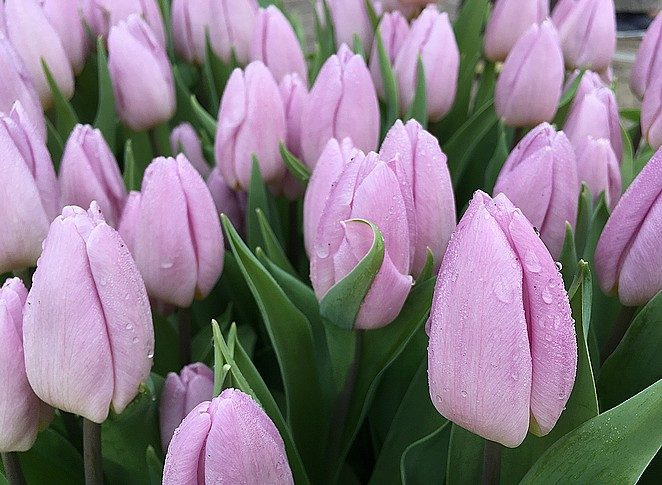 keukenhof-april-2018
