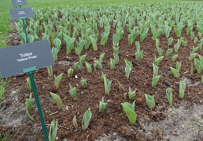 keukenhof-beste-tijd