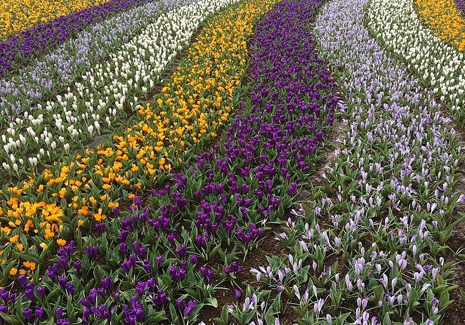 keukenhof-bollen