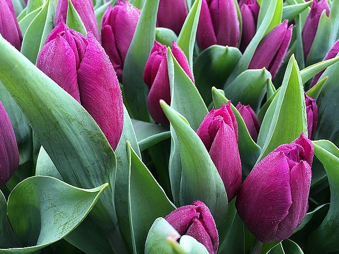 keukenhof-foto