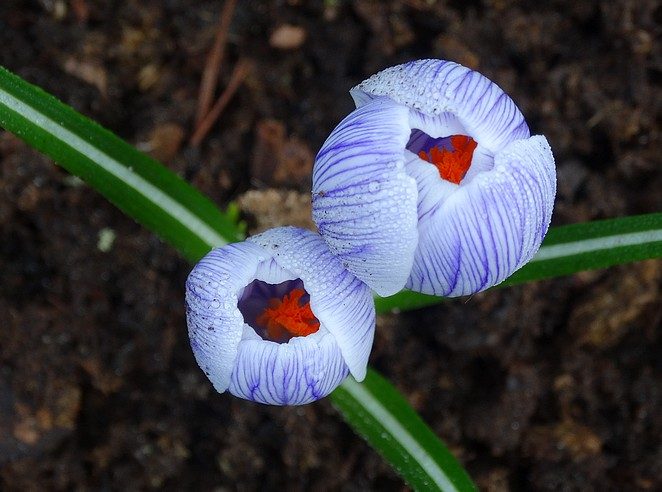 keukenhof-fotograferen