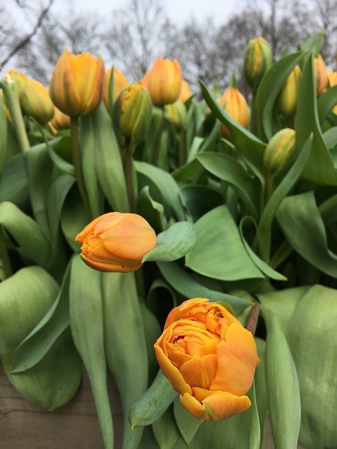 keukenhof-gele-tulpen