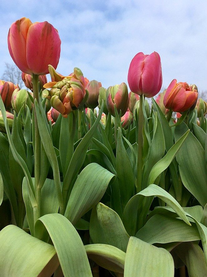 keukenhof-meivakantie