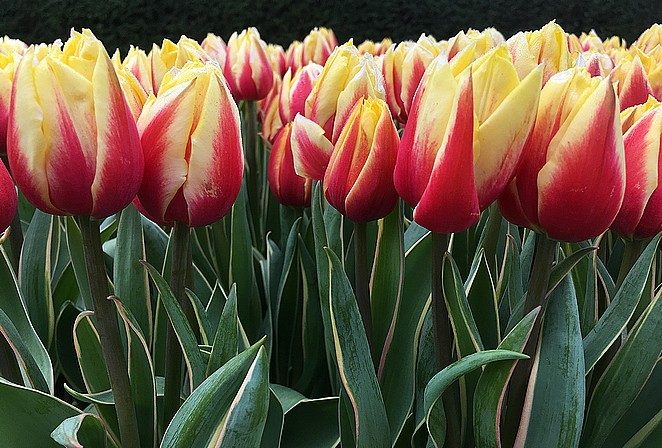 keukenhof-tulpenshow