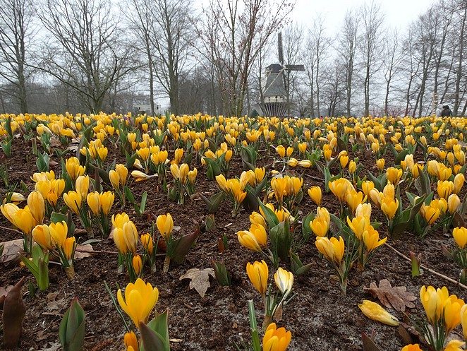 keukenhof