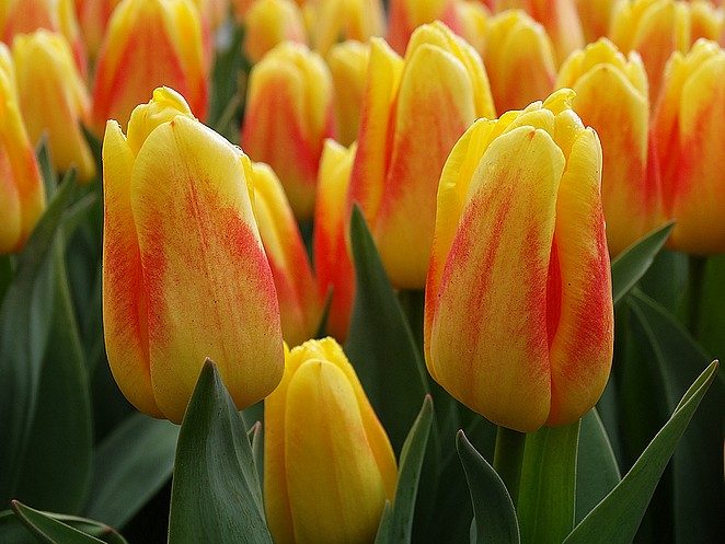 tulpen-holland