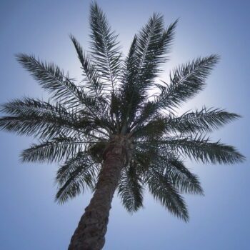 foto-palmboom