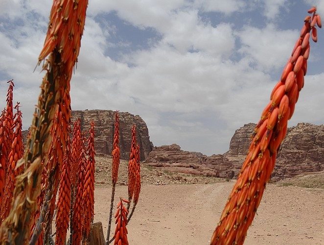 oranje-bloem-jordanie