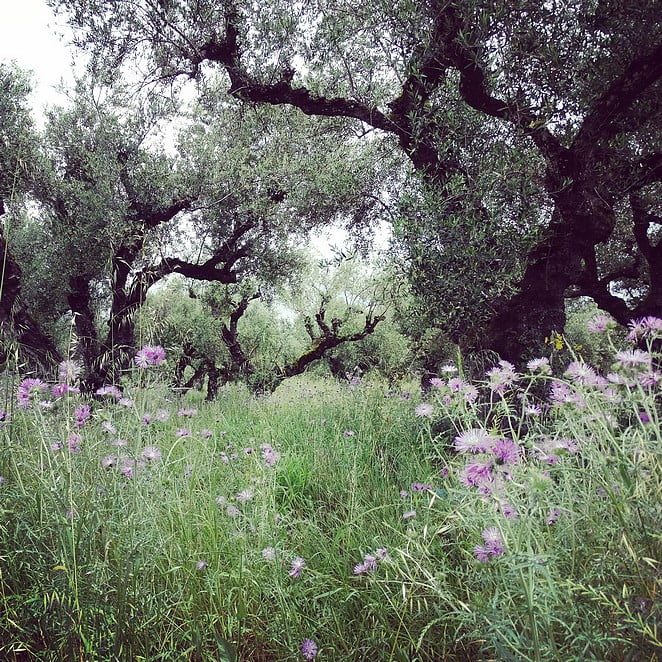 zakynthos-olijfboom