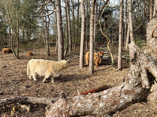 natuurgebieden-schotse-hooglanders