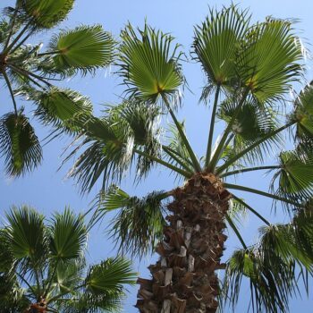 Lloret de Mar palmbomen