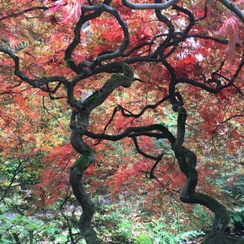 japanse-tuin-denhaag
