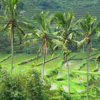 hoogtepunten-bali