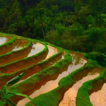 jatiluwih-rijstterrassen