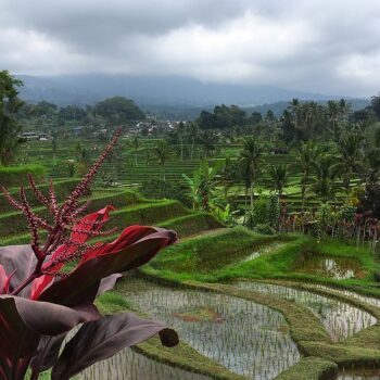 rijstvelden-bali