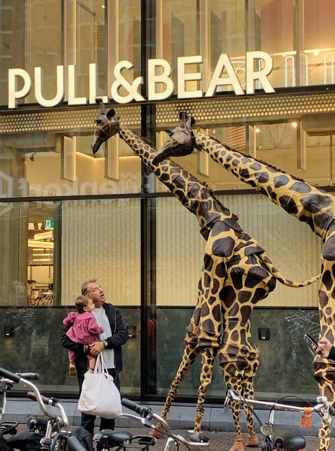 giraffen-den-haag