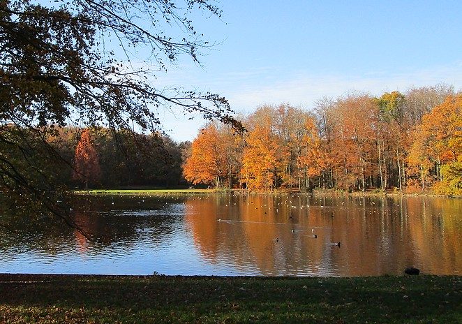 vijver-haagse-bos
