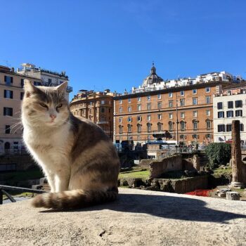 Katten kijken bij Largo di Torre Argentina in Rome