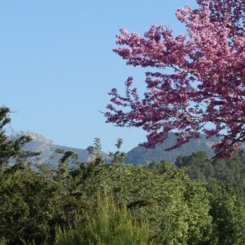 mallorca-in-april