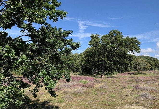 bloeiende-heide-den-haag