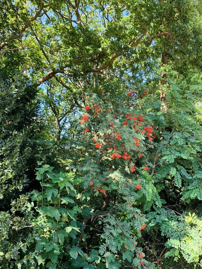 boom-met-oranje-besjes