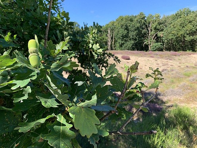haagse-heide-in-bloei