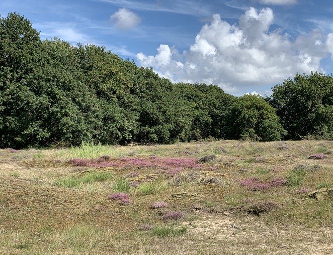 heide-bij-bosjes-van-pex