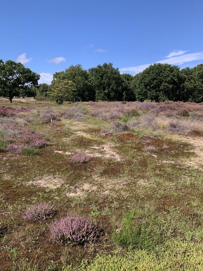 heide-in-bloei-den-haag