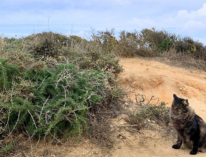 kat-portugal