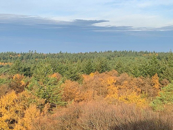 herfstbos-van-bovenaf