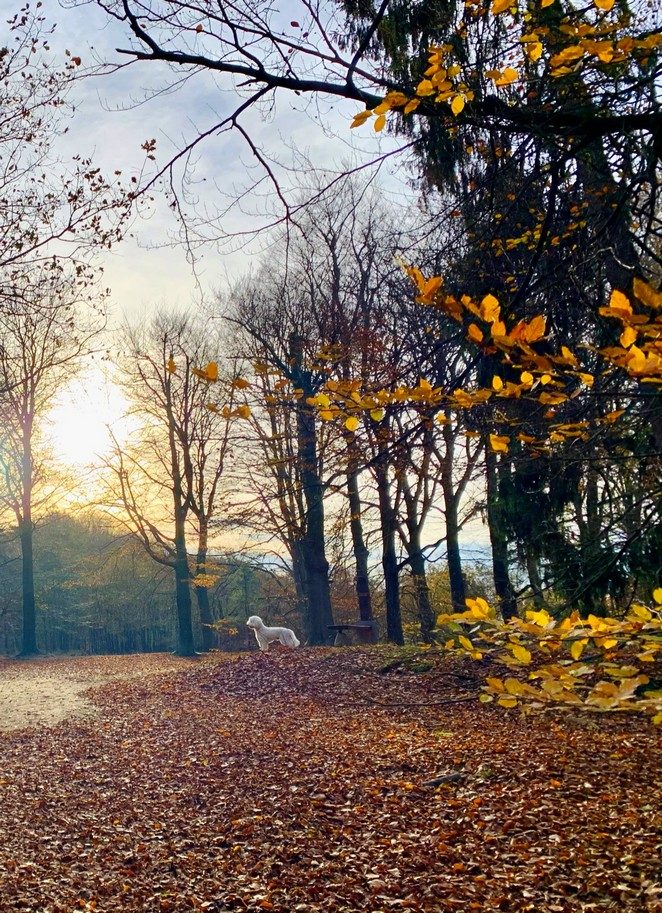 kaapse-bossen-herfst