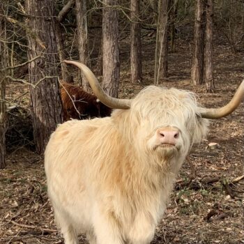 witte-schotse-hooglander