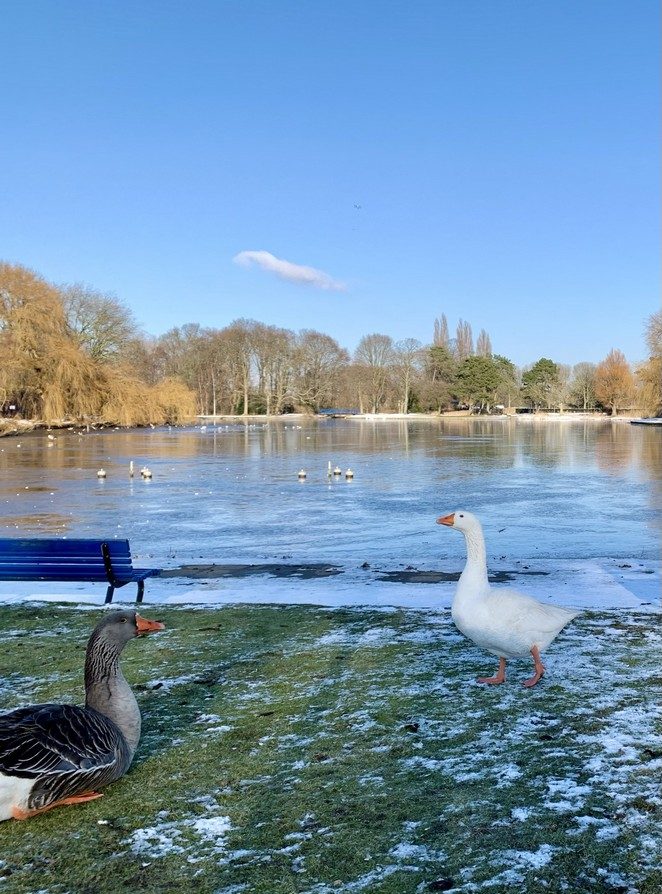ganzen-zuiderpark