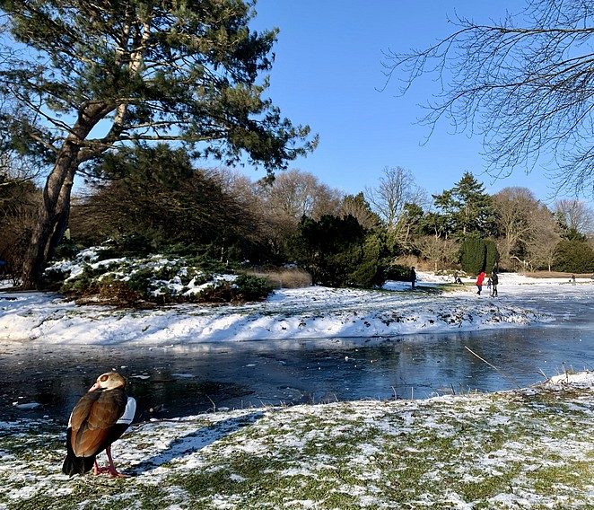 vijvertje-zuiderpark