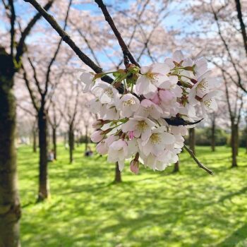 bloesempark-amsterdamse-bos