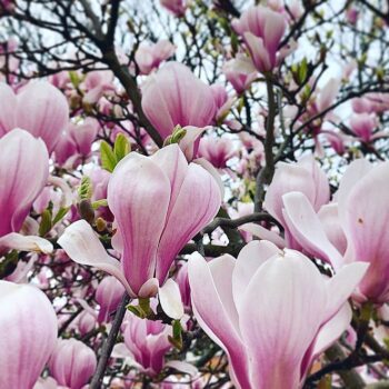magnolia-den-haag
