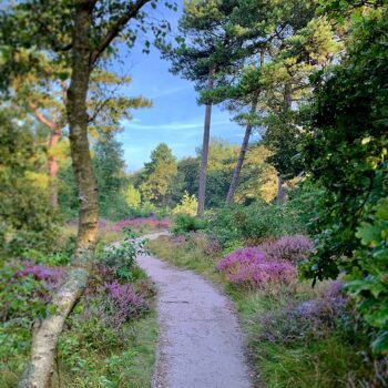 heide-solleveld